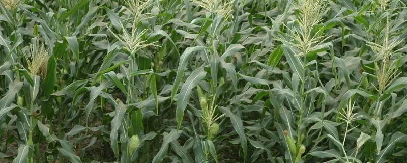 鄂科玉9号玉米种子简介,生育期100.1天