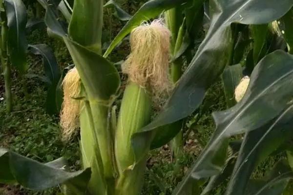 榜玉207玉米品种的特性，普通夏玉米品种