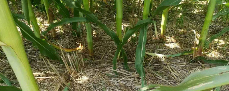 中榆707玉米种子介绍，注意防治病虫害