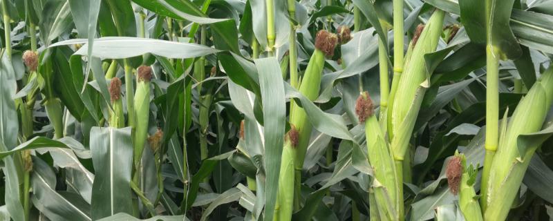 衡玉29玉米种子特征特性，高抗茎腐病