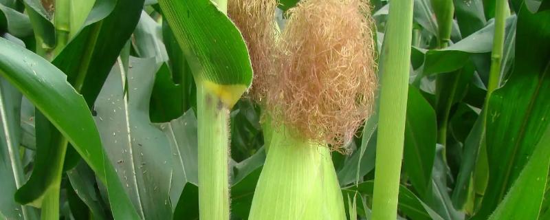 RF2101玉米种子特点,高抗茎腐病