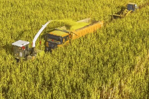 白甜糯338（区试名称：RN4717）玉米品种的特性，中抗丝黑穗病和纹枯病