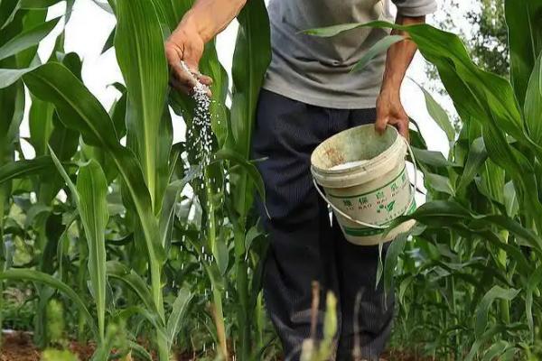 衡玉29玉米种子特征特性，高抗茎腐病