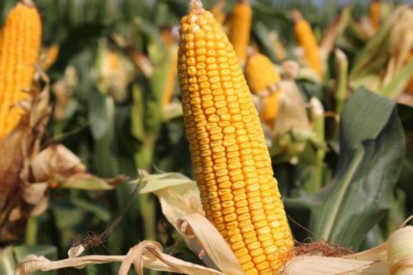 中榆707玉米种子介绍，注意防治病虫害