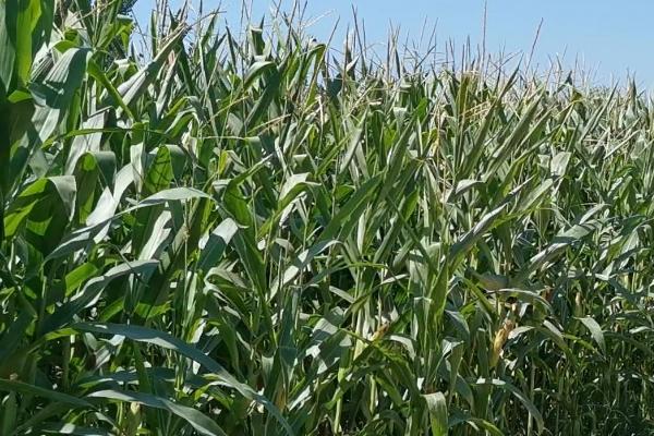 伟科358玉米种子简介，生育期107天左右