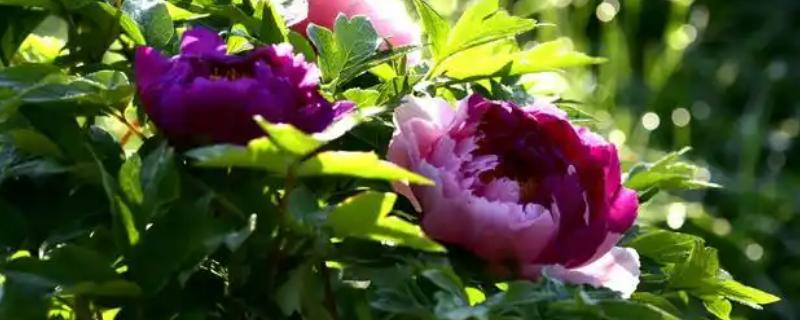 变色牡丹的养殖方法，在生长季节要浇足水分