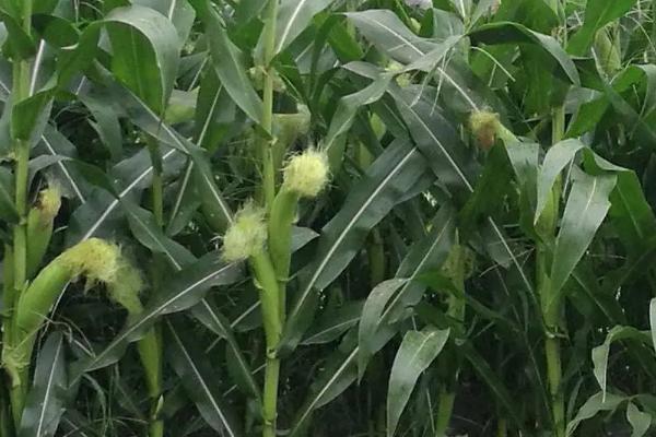 渝单198玉米种子介绍,春播以3月中下旬播种育苗为宜