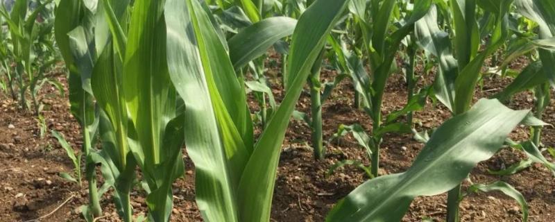 渝甜糯375玉米种子介绍，亩植密度3600株左右