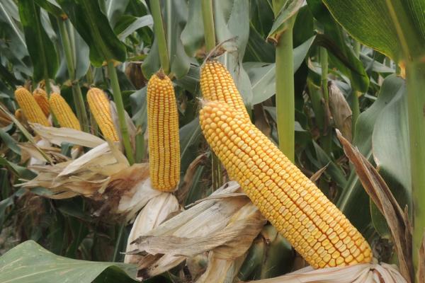 科大甜糯2023玉米品种简介，亩植密度3600株左右