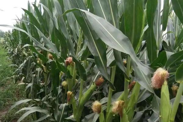 科大甜糯2023玉米品种简介，亩植密度3600株左右