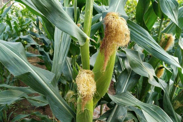 泽玉2317玉米种子简介，中抗大斑病