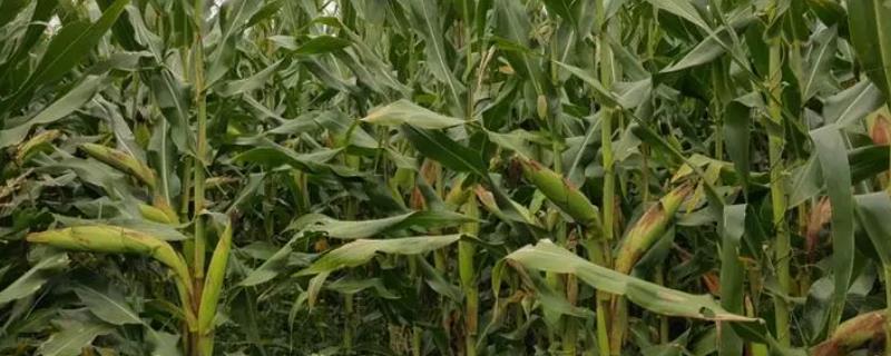 科大甜糯2023玉米品种简介，亩植密度3600株左右