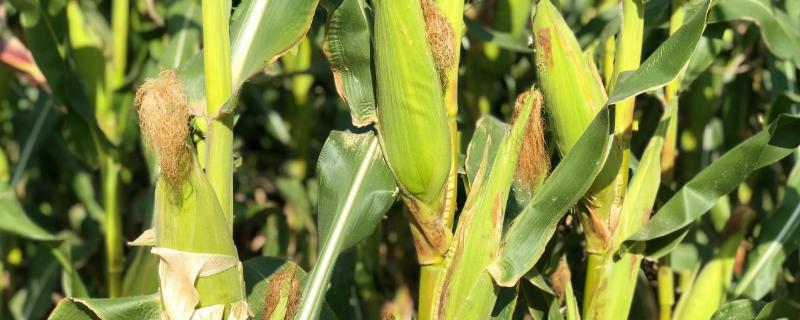 Q2169玉米品种的特性，高抗茎腐病
