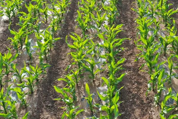 Q2169玉米品种的特性，高抗茎腐病