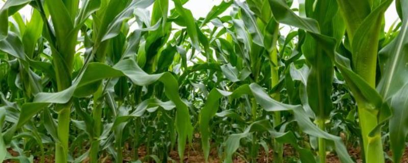 英玉1387玉米种子特点,生育期105天左右