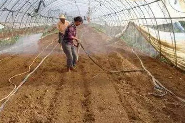 甲霜恶霉灵可以防治哪些病害，对水稻菌核病、花生根腐病等病害有防效