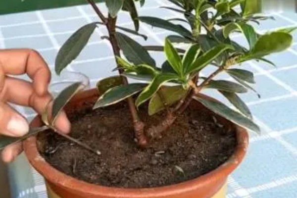 金边瑞香怎么扦插,插入土壤前要对枝条底部涂抹生根粉