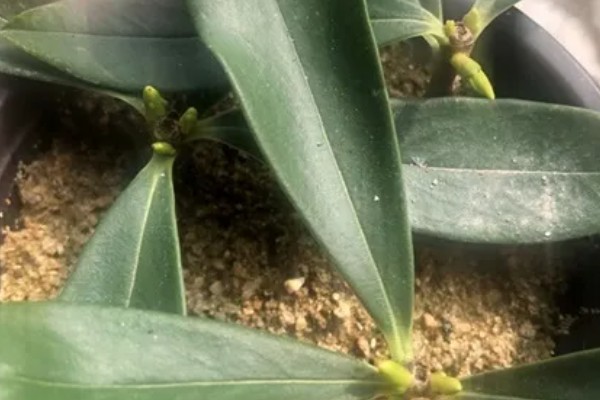 金边瑞香怎么扦插,插入土壤前要对枝条底部涂抹生根粉