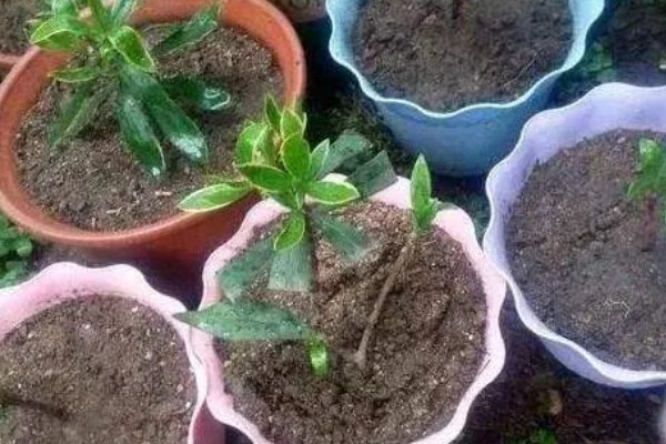 金边瑞香怎么扦插,插入土壤前要对枝条底部涂抹生根粉