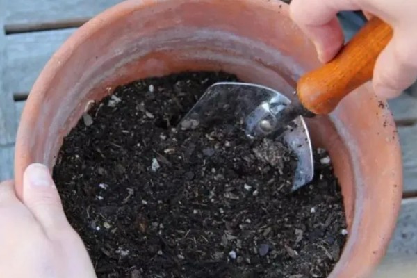 金边瑞香怎么扦插,插入土壤前要对枝条底部涂抹生根粉