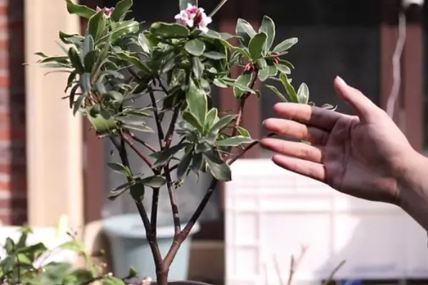 金边瑞香怎么扦插,插入土壤前要对枝条底部涂抹生根粉