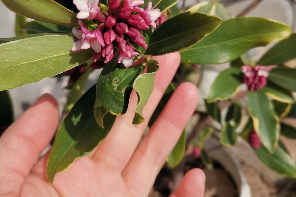 金边瑞香怎么扦插,插入土壤前要对枝条底部涂抹生根粉