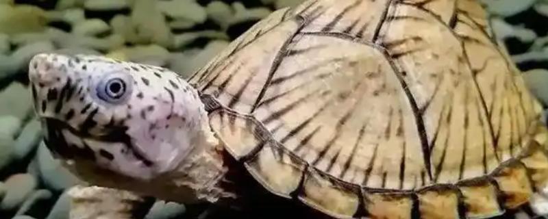 什么乌龟可以和鱼养在一起,常见猪鼻龟、剃刀龟、黄头侧颈龟