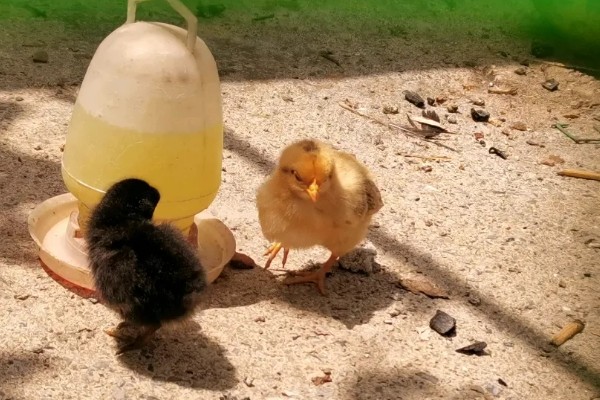 小鸡喝水会不会死，小鸡喝水不会死