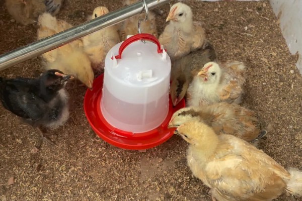 小鸡喝水会不会死，小鸡喝水不会死