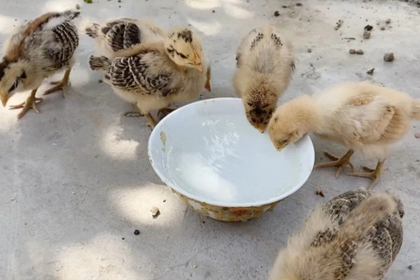 小鸡喝水会不会死，小鸡喝水不会死