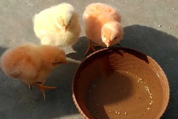小鸡喝水会不会死，小鸡喝水不会死