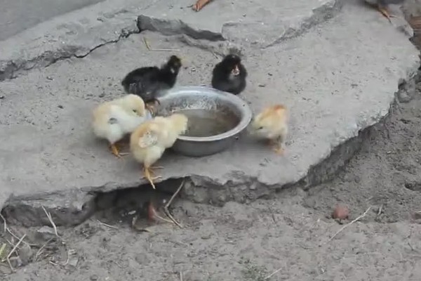 小鸡喝水会不会死，小鸡喝水不会死