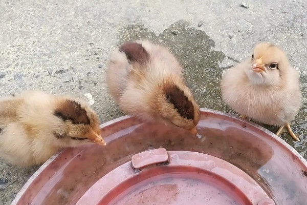 小鸡喝水会不会死，小鸡喝水不会死