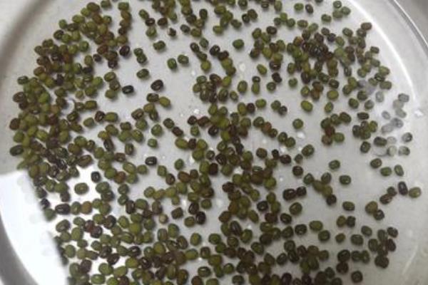 蚕豆怎么催芽，浸种后再装入湿麻袋中