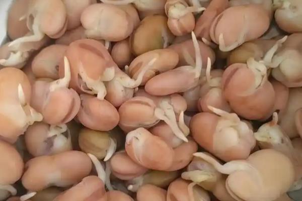 蚕豆怎么催芽，浸种后再装入湿麻袋中
