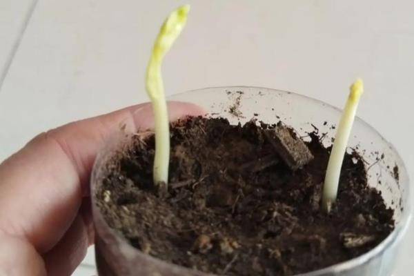 蚕豆怎么催芽，浸种后再装入湿麻袋中