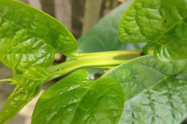 蚕豆怎么催芽，浸种后再装入湿麻袋中