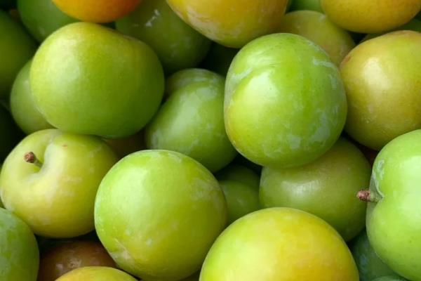 李子和蜂蜜能不能一起食用，不能一起吃完全是谣言