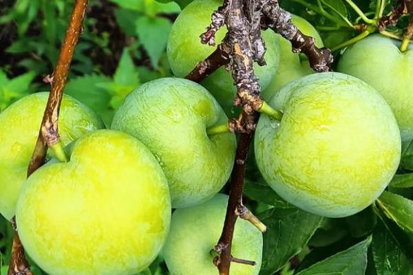 李子和蜂蜜能不能一起食用，不能一起吃完全是谣言