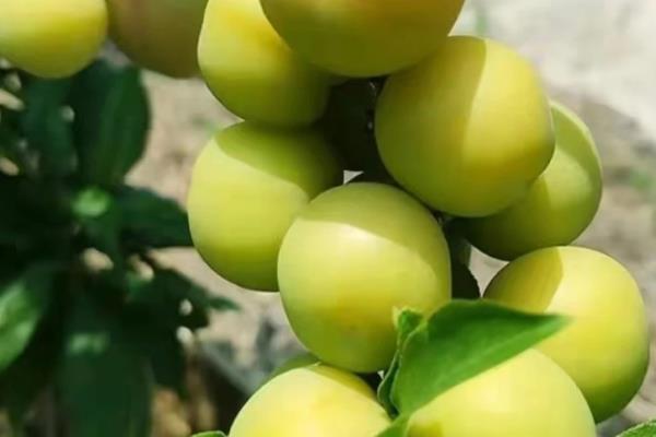 李子和蜂蜜能不能一起食用，不能一起吃完全是谣言