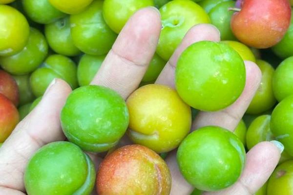 李子和蜂蜜能不能一起食用，不能一起吃完全是谣言