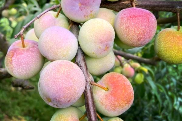 李子和蜂蜜能不能一起食用，不能一起吃完全是谣言