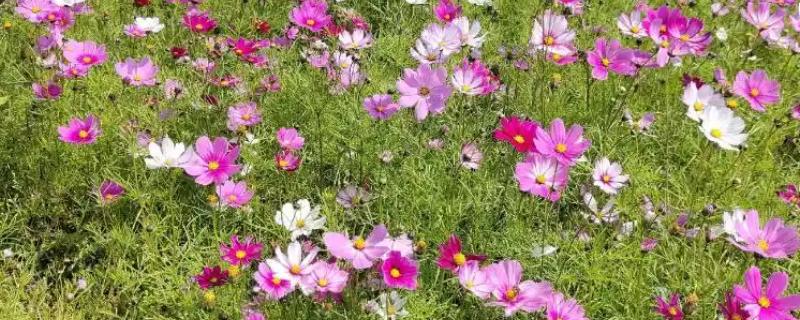 格桑花有没有毒，格桑花一般没有毒