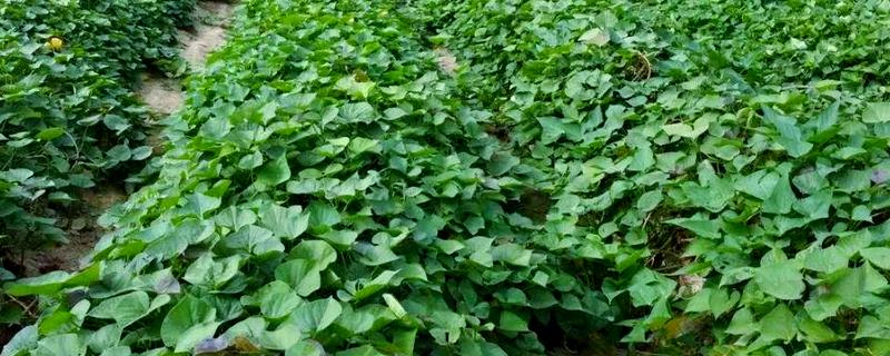 红薯如何施肥可高产，需重施裂缝肥