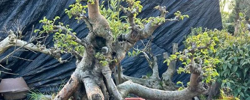 树桩的年轮有疏有密吗，是有疏有密的