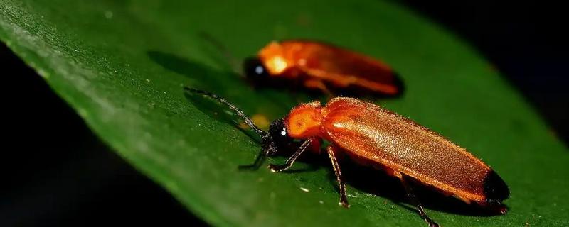 萤火虫成为成虫之后吃什么,需要进食螺类和甲壳类动物