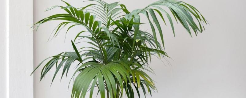 散尾葵能吸收甲醛吗，可以吸收甲醛