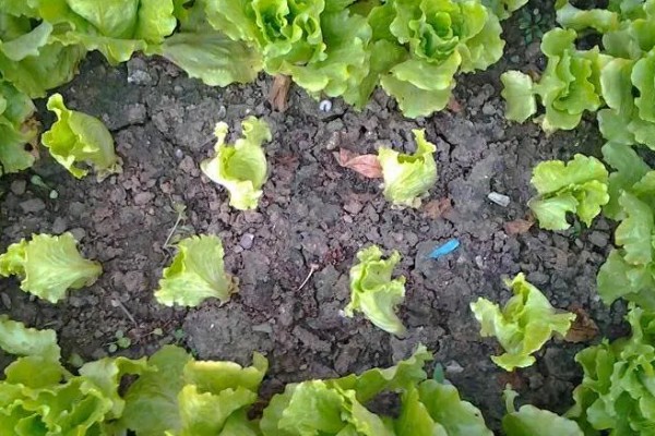 生菜的种植时间，2-4月份、7-8月份都可以播种