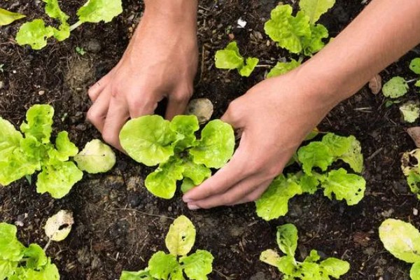 生菜的种植时间，2-4月份、7-8月份都可以播种