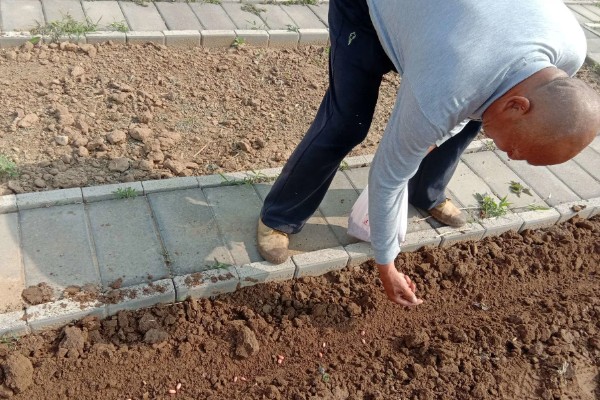 生菜的种植时间，2-4月份、7-8月份都可以播种